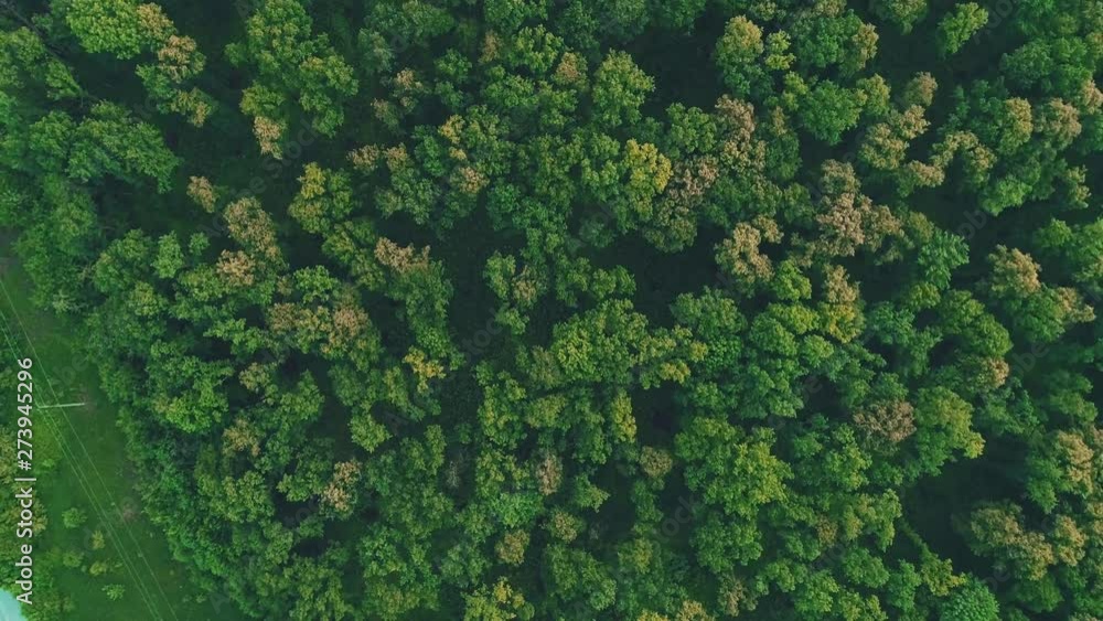 Aerial view. Whirling drone over trees in forest. 4K. Aerial view. Whirling drone over trees in forest. 4K.