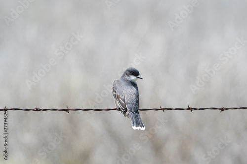 Eastern Kingbird (Tyrannus tyrannus) Perched on A Barbed Wire Fence in Eastern Colorado photo