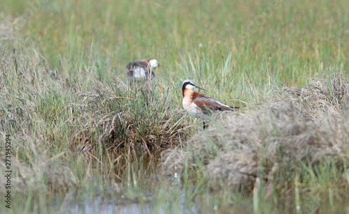 Wilson's Phalarope (Phalaropus tricolor) in a Marshy Field Standing out of the Water by a Small Stream photo