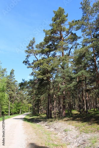 Darßwald photo