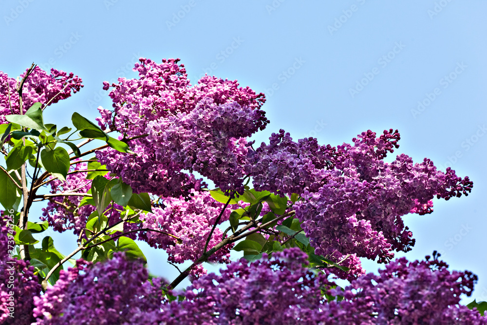 A branch of a flowering flowers lilac against blue sky A branch of a flowering flowers lilac against blue sky