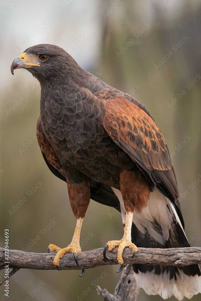Harris's Hawk Sitting On Branch In Southern Arizona Harris's Hawk Sitting On Branch In Southern Arizona