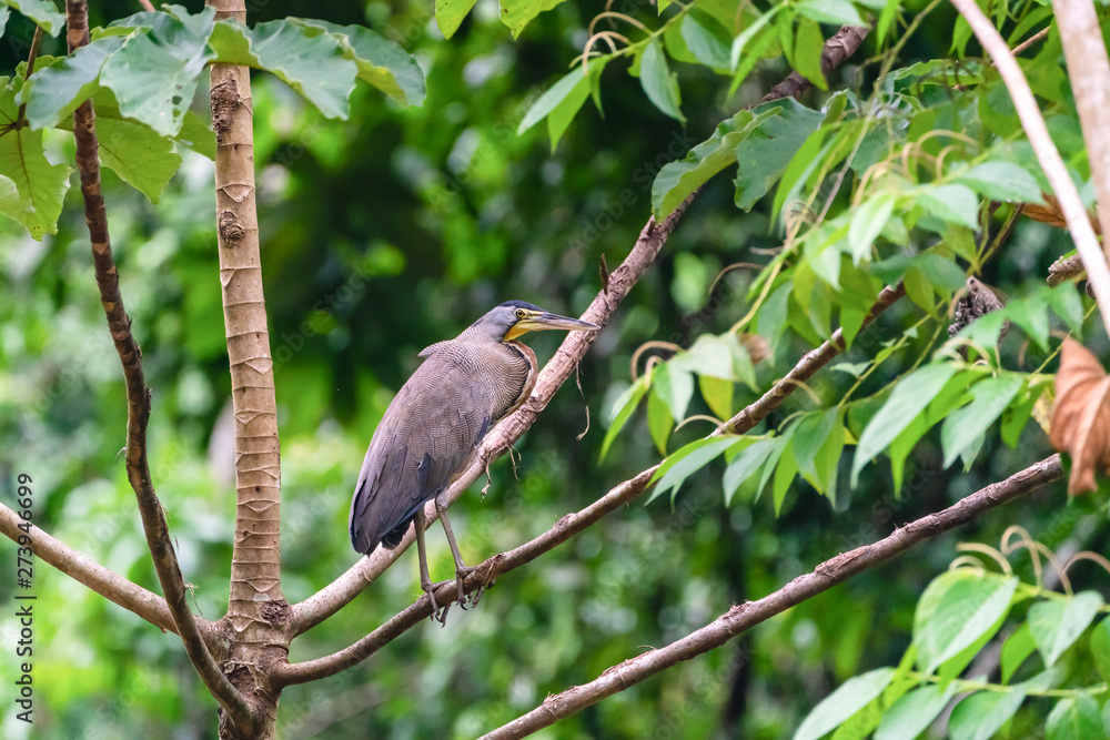 Bare-throated Tiger Heron (Tigrisoma mexicanum) Bare-throated Tiger Heron (Tigrisoma mexicanum)
