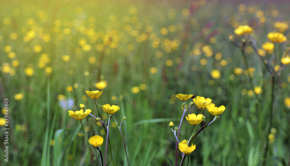 Buttercups, grass and insects are enjoying the sunset on the meadow.