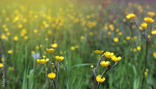 Buttercups, grass and insects are enjoying the sunset on the meadow.
