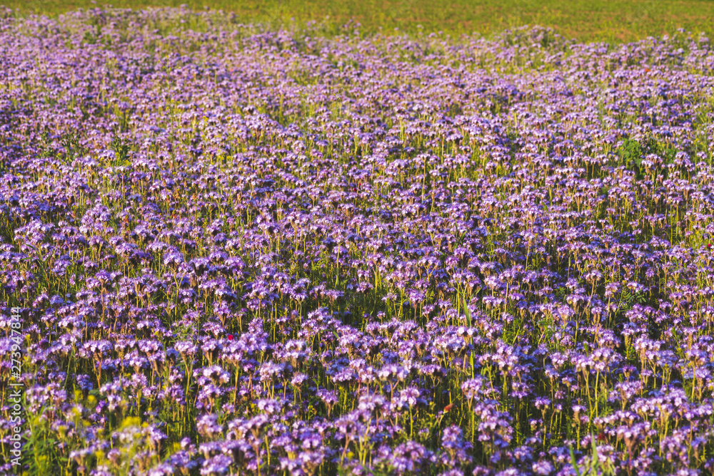 Blossoming bee pasture in the sunlight. Violet-flowering Phacelia. Meadow flowers that bloom purple and blue. Photo suitable as a wall decoration Blossoming bee pasture in the sunlight. Violet-flowering Phacelia. Meadow flowers that bloom purple and blue. Photo suitable as a wall decoration