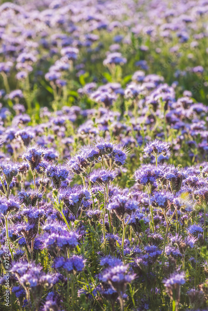 Blossoming bee pasture in the sunlight. Violet-flowering Phacelia. Meadow flowers that bloom purple and blue. Photo suitable as a wall decoration Blossoming bee pasture in the sunlight. Violet-flowering Phacelia. Meadow flowers that bloom purple and blue. Photo suitable as a wall decoration