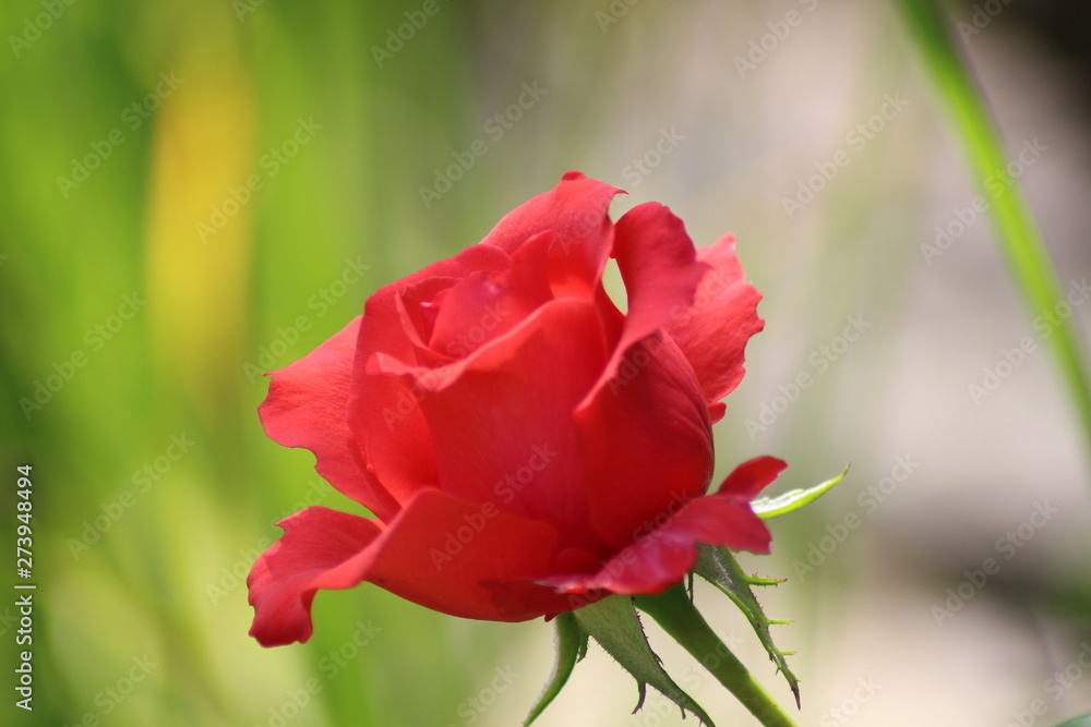 Rose01 Rose01