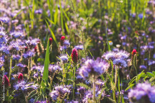 Colorful flowering meadow with purple blooming phacelia and dark red flowering clover. Meadow flowers photographed landscape format suitable as wall decoration in wellness areas, spa and hotel area photo