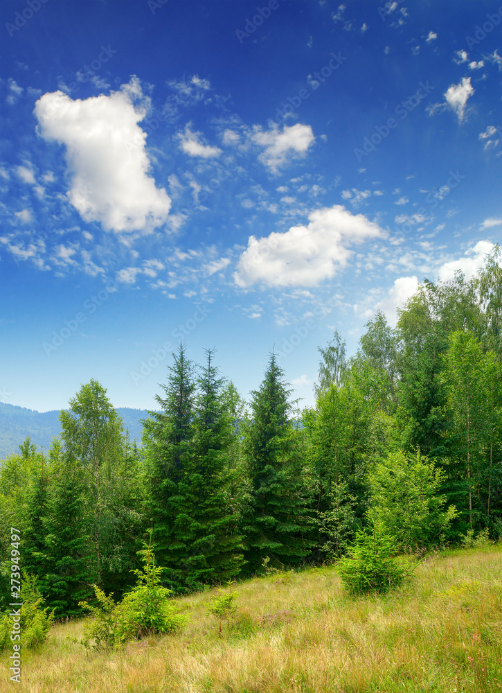 Evergreen fir trees in mountains Evergreen fir trees in mountains