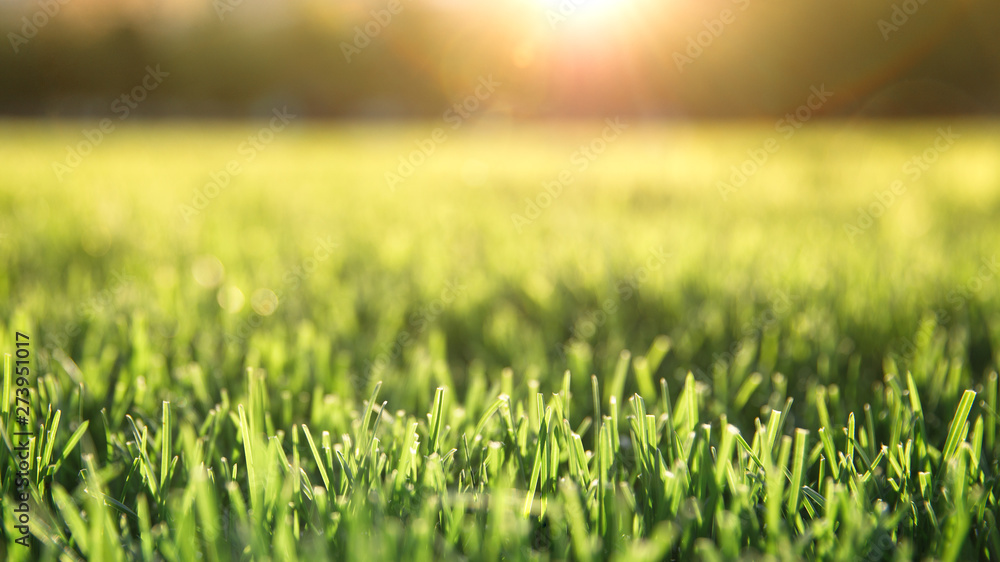 Close up of freshly cutting grass on the green lawn or field with sun beam, soft focus, free space. 
