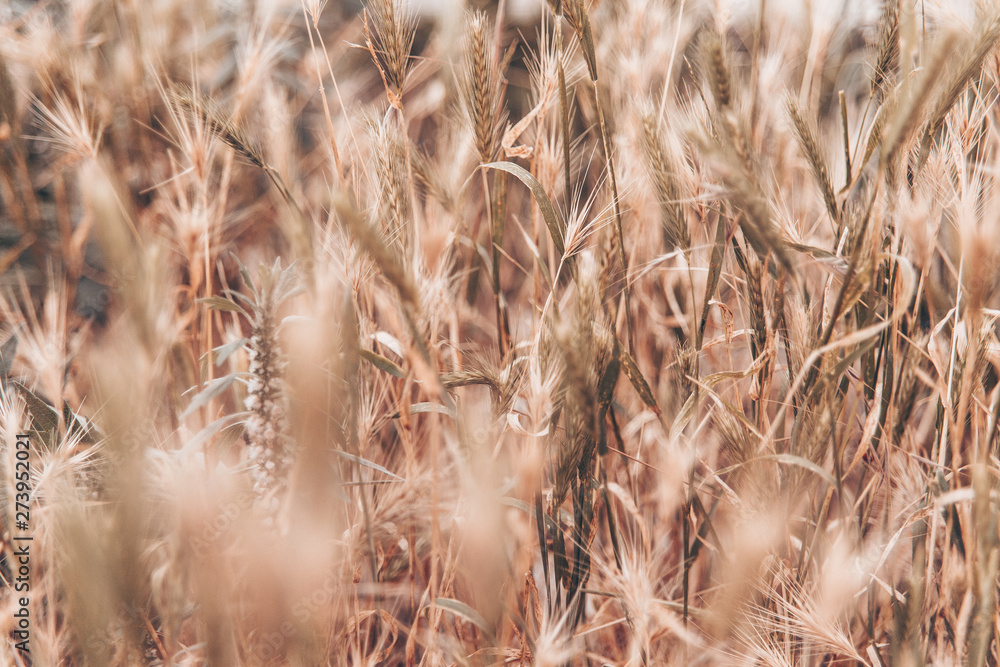 Fototapeta premium field of wheat in warm colors