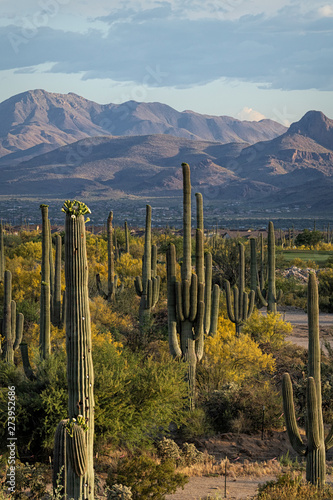 Mountain & Saguaro Cactus View From Dove Mountain In Southern Arizona