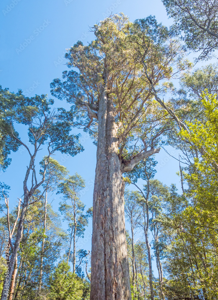 Fototapeta premium Brown Top Stringybark Tree