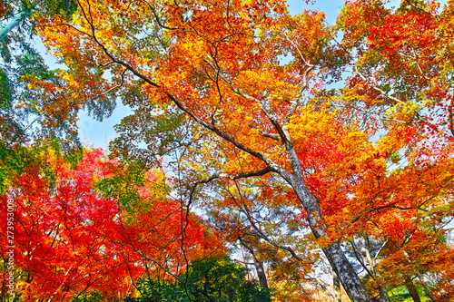 紅葉シーズンの京都、紅葉の森を見上げる