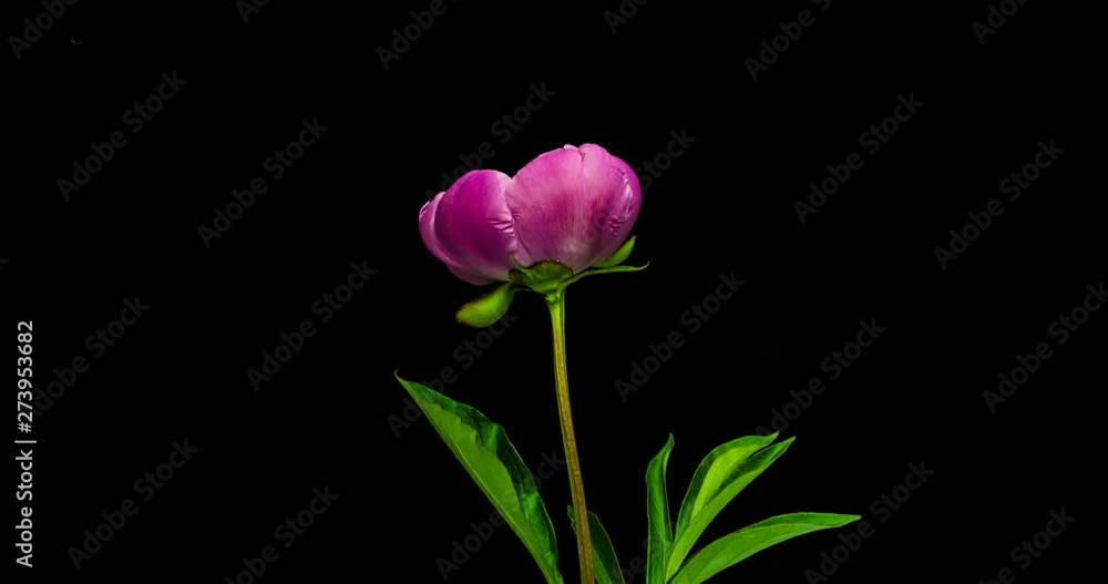 Timelapse of pink peony flower blooming on black background Timelapse of pink peony flower blooming on black background