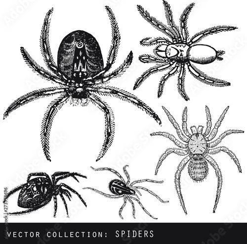 set of vector illustrations of black spiders