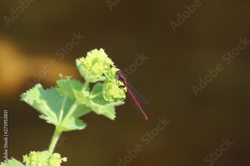 Libelle rot