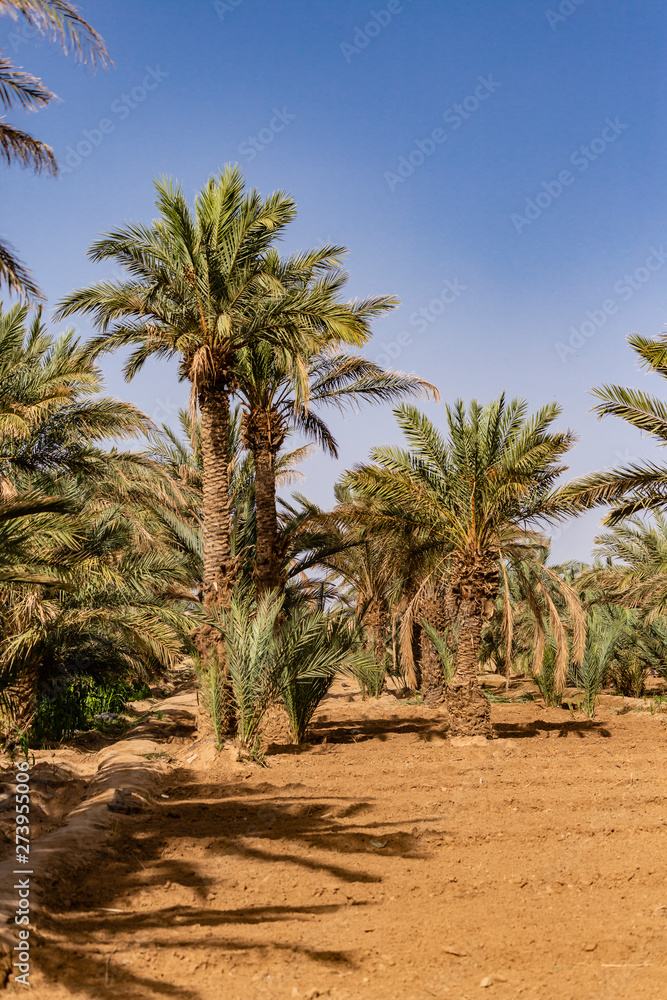 Village and oasis of Mergouza in Morocco