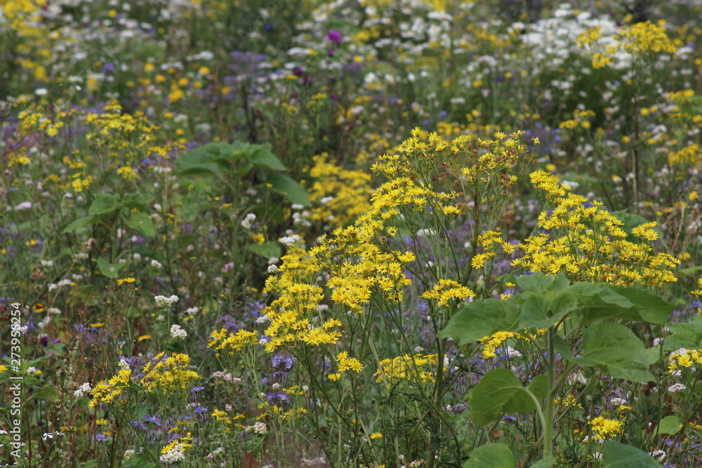 Obraz premium viele Blumen