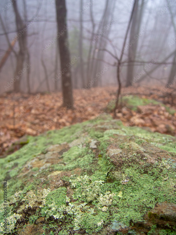 Fototapeta premium Moss on Stone in Forest