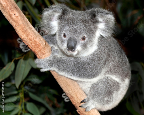 Fototapeta Naklejka Na Ścianę i Meble -  Australian koala bear in tree