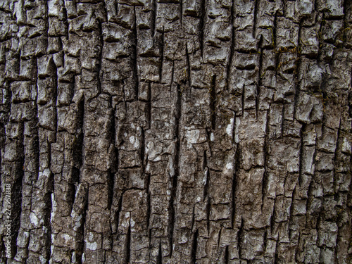 Ash Tree Bark