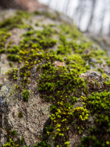 Detail of Moss on Tree