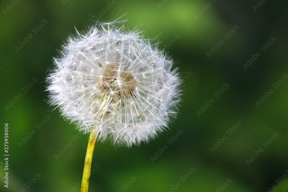 dandelion flower macro, green background