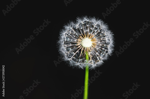 dandelion flower macro cross-section  black background