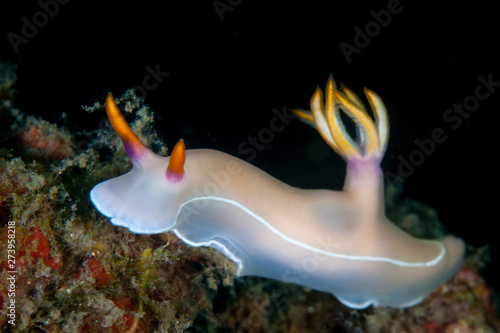 A colorful nudibranch, Hypselodoris bullocki, crawls over a coral reef searching for food. Nudibranchs are often toxic due to compounds they incorporate from their toxic prey.