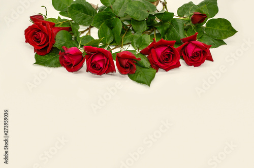 Cut buds of red roses with stems and leaves lined on top on a white background