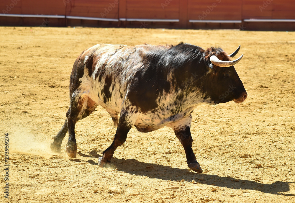 toro español