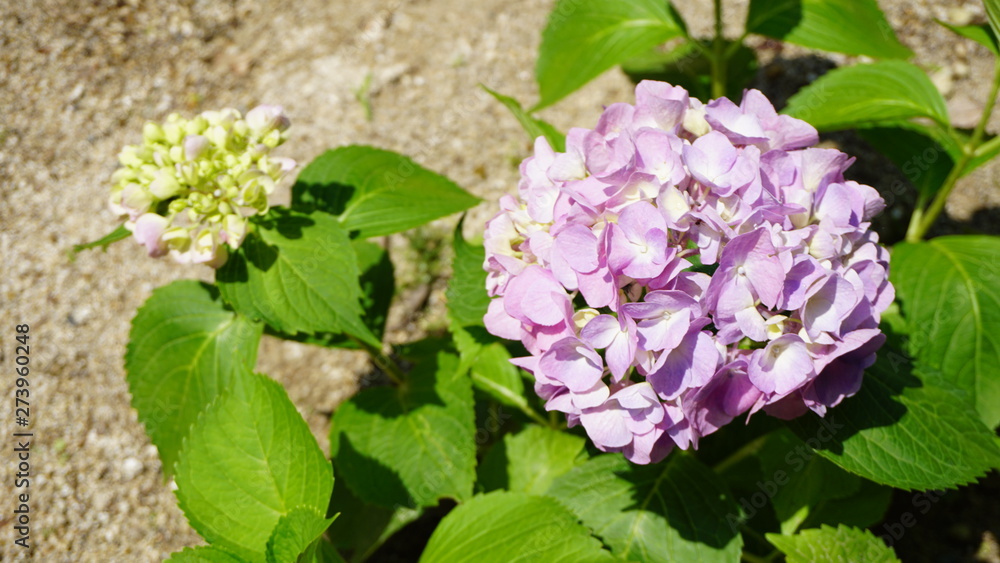 和の情緒溢れるアジサイ！