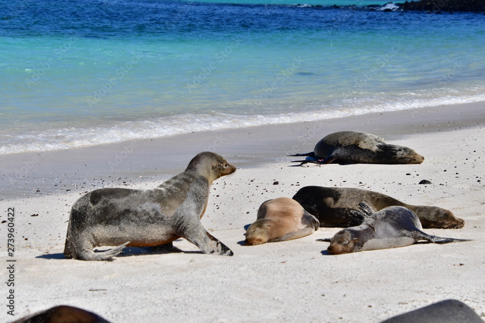Fototapeta premium LOBO MARINO, GALÁPAGOS