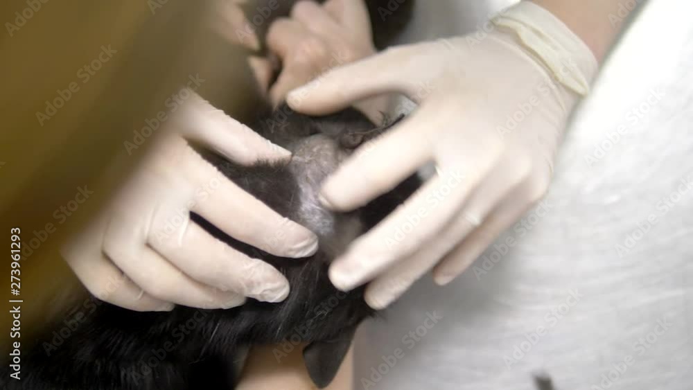 veterinarian concept. sad black cat examined by a vet before surgery veterinarian concept. sad black cat examined by a vet before surgery