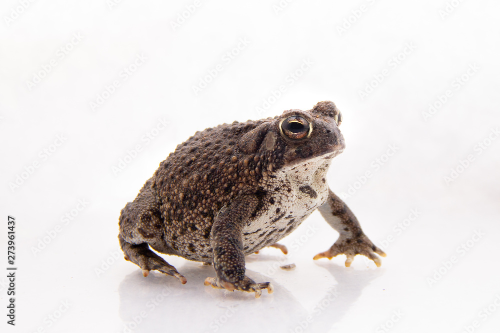 Sapo Sapo