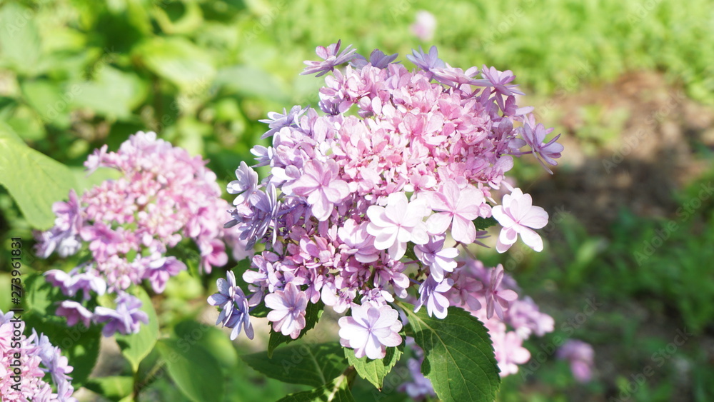 和の情緒溢れるアジサイ！