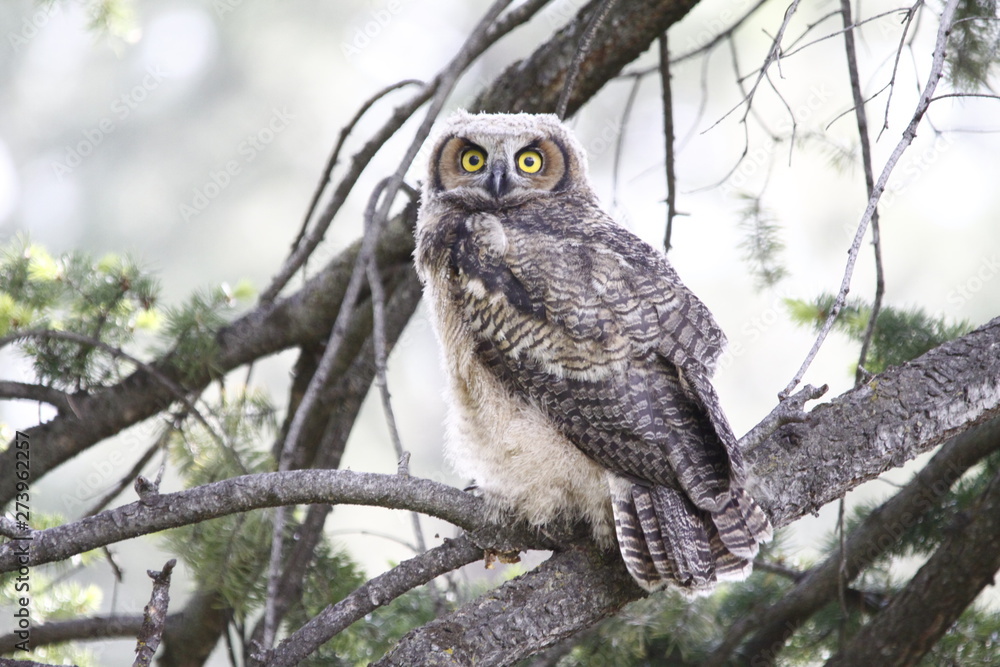 Obraz premium Owlet 3