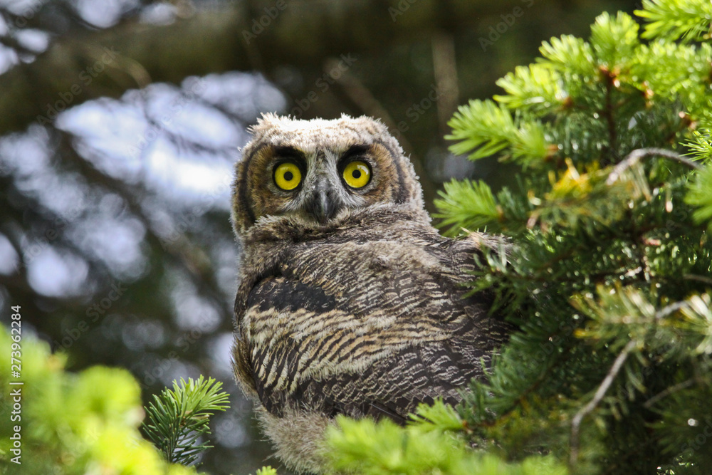 Obraz premium Owlet 2