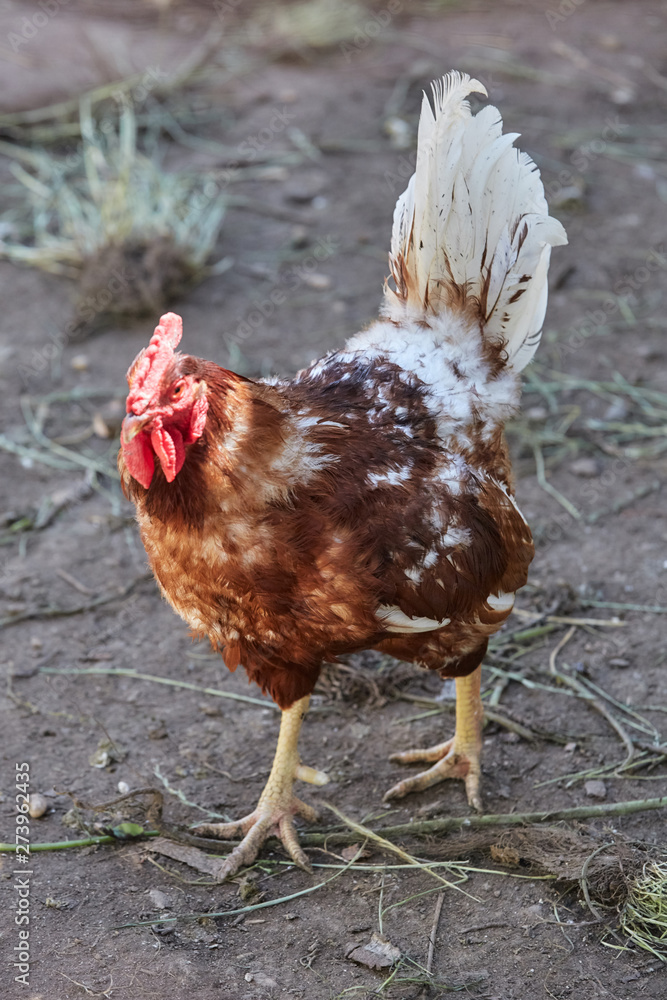 Fototapeta premium Domestic cage-free Chicken and rooster laying fresh organic eggs in farmer yard poultry easter village cock