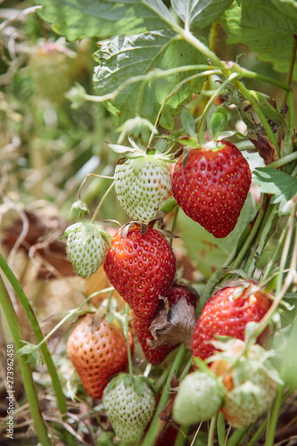 picking Fresh wild strawberries summer farm organic raw tasty juicy