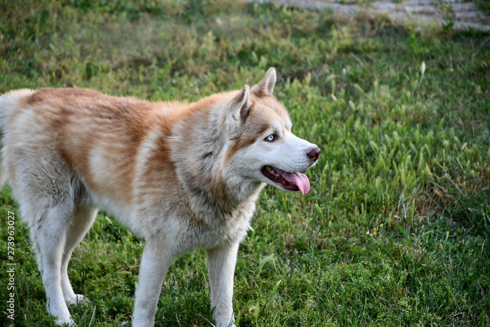 active, adorable, animal, arctic, beautiful, breed, brown, canine, cute, dog, doggy, dogs, friend, friendship, fun, game, grass, happy, husky, joy, lawn, mammal, meadow, nature, outdoors, pedigree, pe