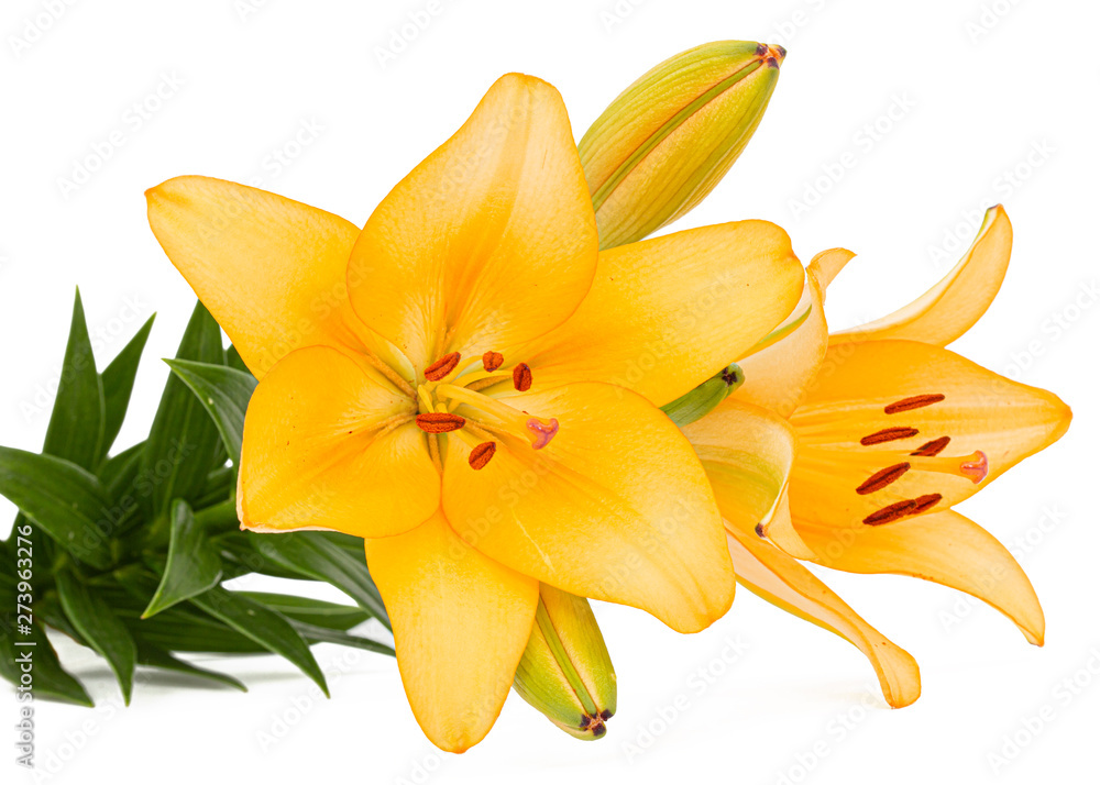 Flower of yellow lily, isolated on white background