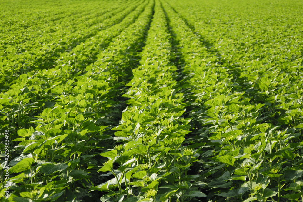 rows of young sunflower in a field rows of young sunflower in a field