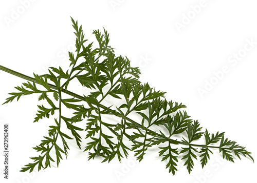 Green leafs of carrot, isolated on white background