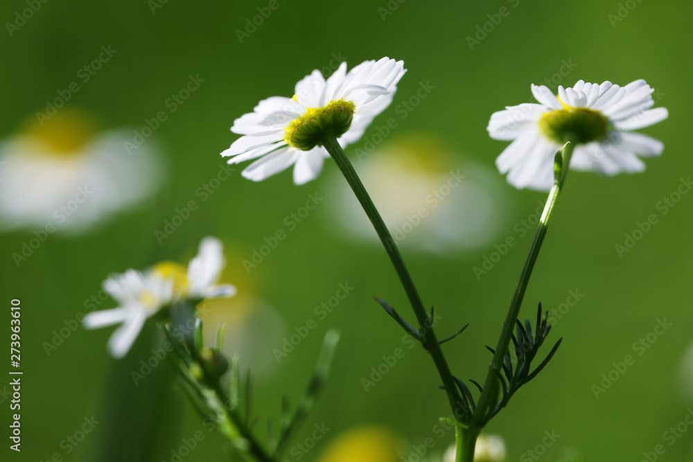close up of beautiful camomile flower close up of beautiful camomile flower