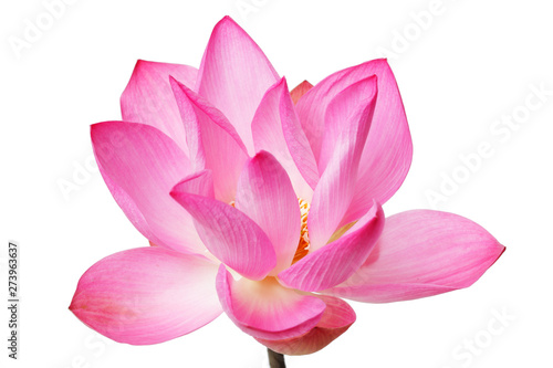 lotus flower isolated on white background