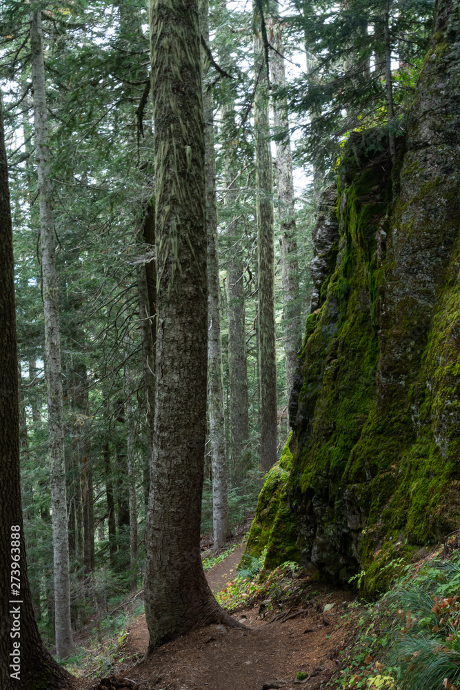 Obraz premium Trail Cuts Around Mossy Wall