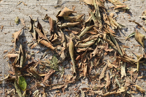 hojas secas en el pavimento © Elisa